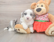 5 week old Mini Sheepadoodle Puppy For Sale - Simply Southern Pups