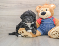 5 week old Mini Sheepadoodle Puppy For Sale - Simply Southern Pups