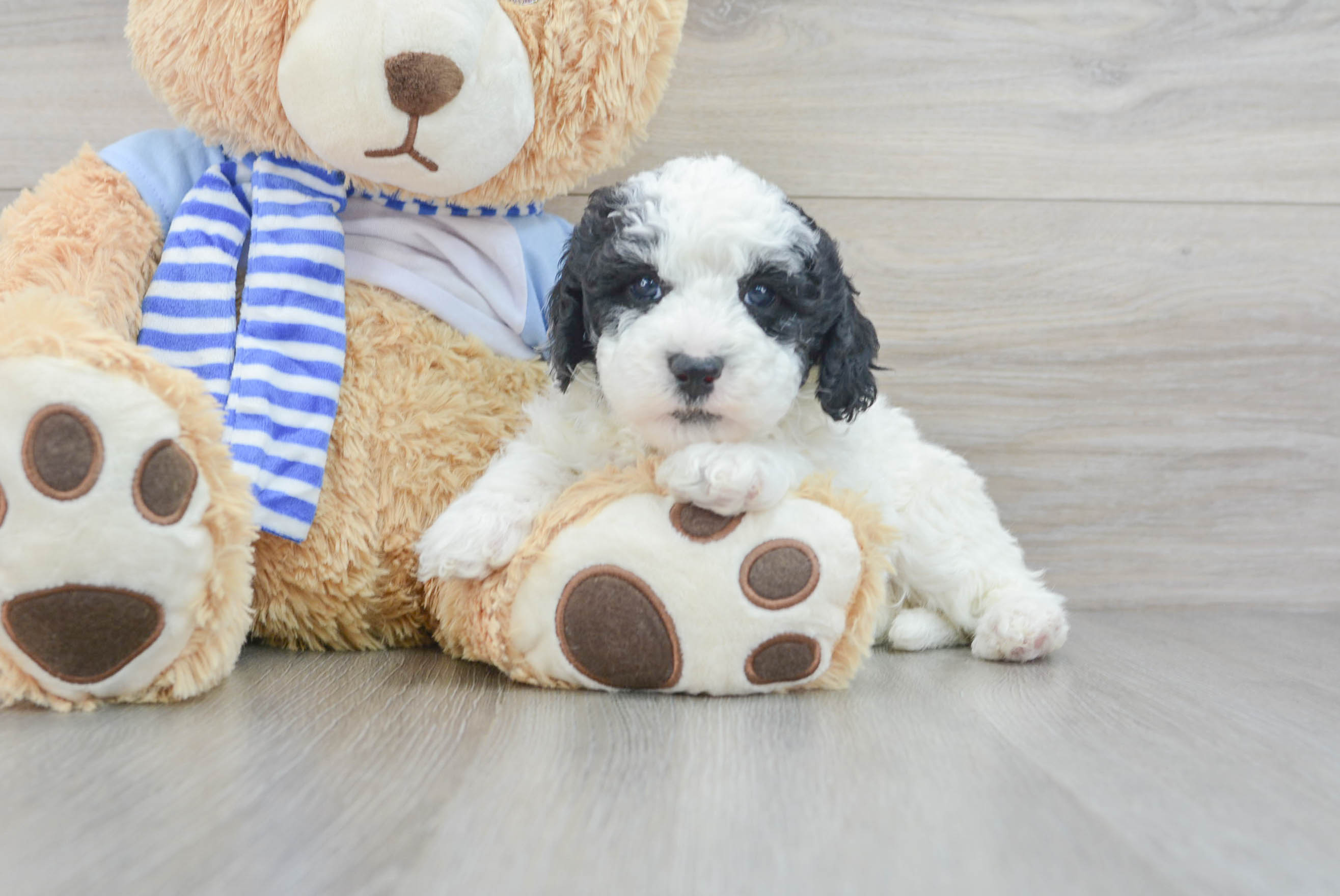 Puppy sheepadoodle best sale