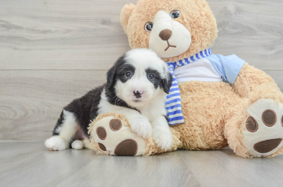 7 week old Mini Sheepadoodle Puppy For Sale - Simply Southern Pups