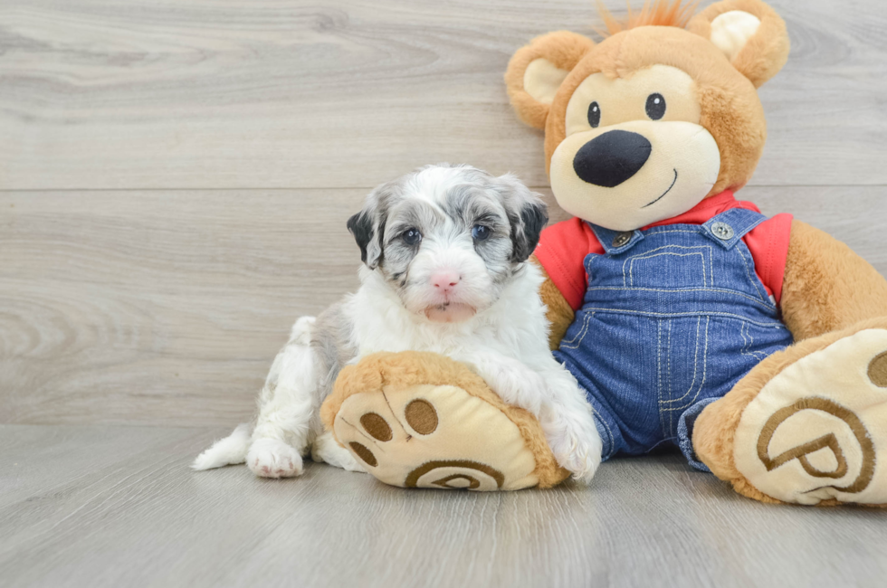 6 week old Mini Sheepadoodle Puppy For Sale - Simply Southern Pups