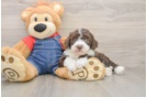 Funny Mini Sheepadoodle Poodle Mix Pup