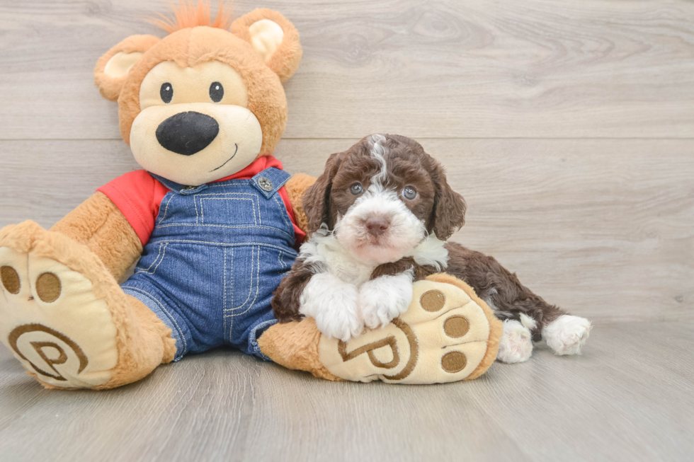 Funny Mini Sheepadoodle Poodle Mix Pup