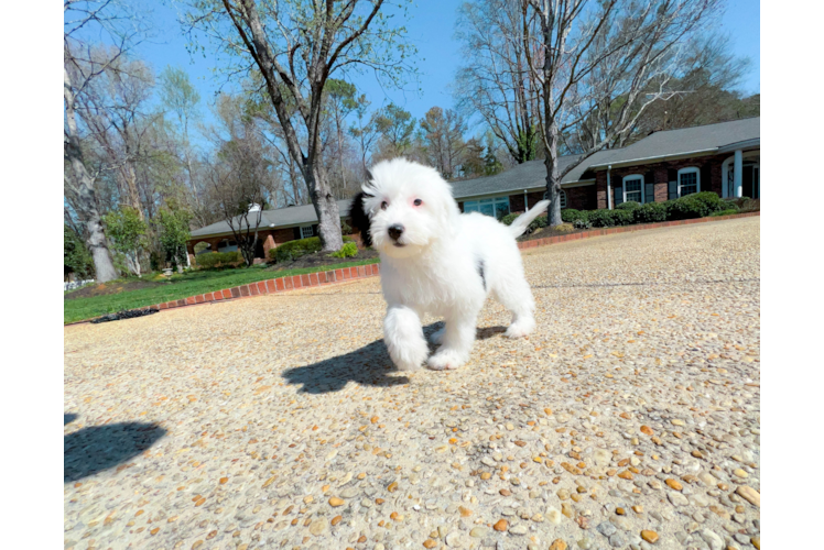 Cute Sheep Dog Poodle Mix Puppy
