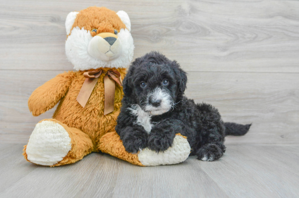 5 week old Mini Sheepadoodle Puppy For Sale - Simply Southern Pups