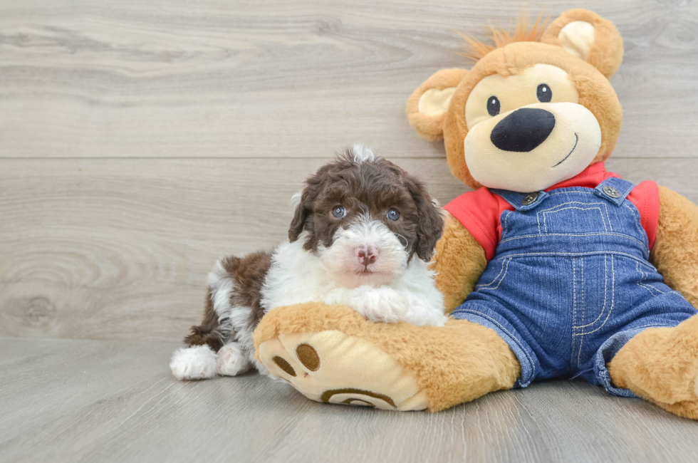 6 week old Mini Sheepadoodle Puppy For Sale - Simply Southern Pups