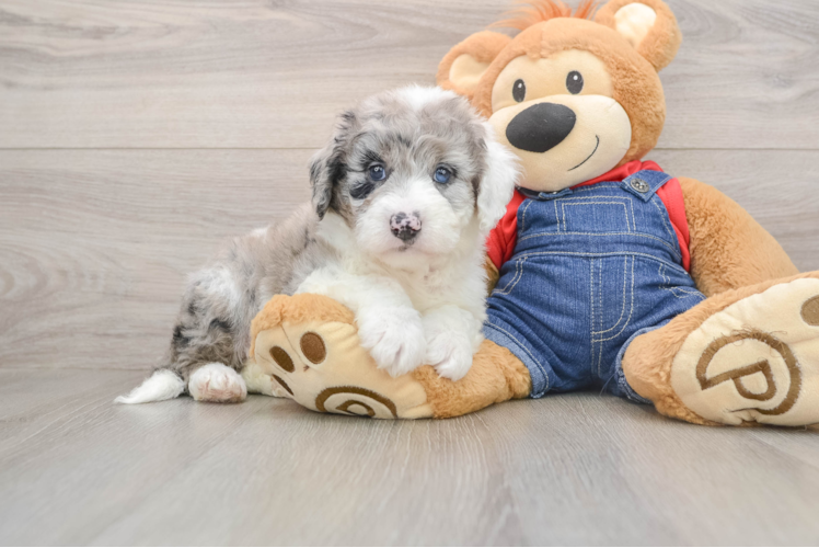 Popular Mini Sheepadoodle Poodle Mix Pup