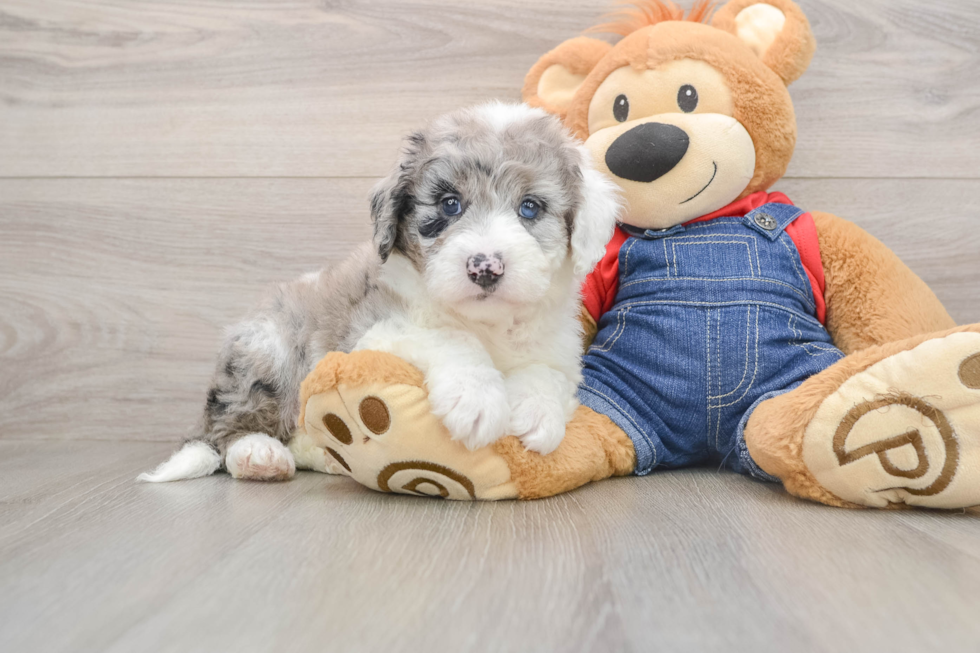 Popular Mini Sheepadoodle Poodle Mix Pup