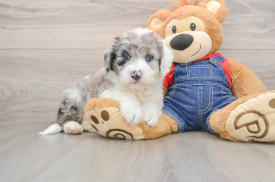 Popular Mini Sheepadoodle Poodle Mix Pup