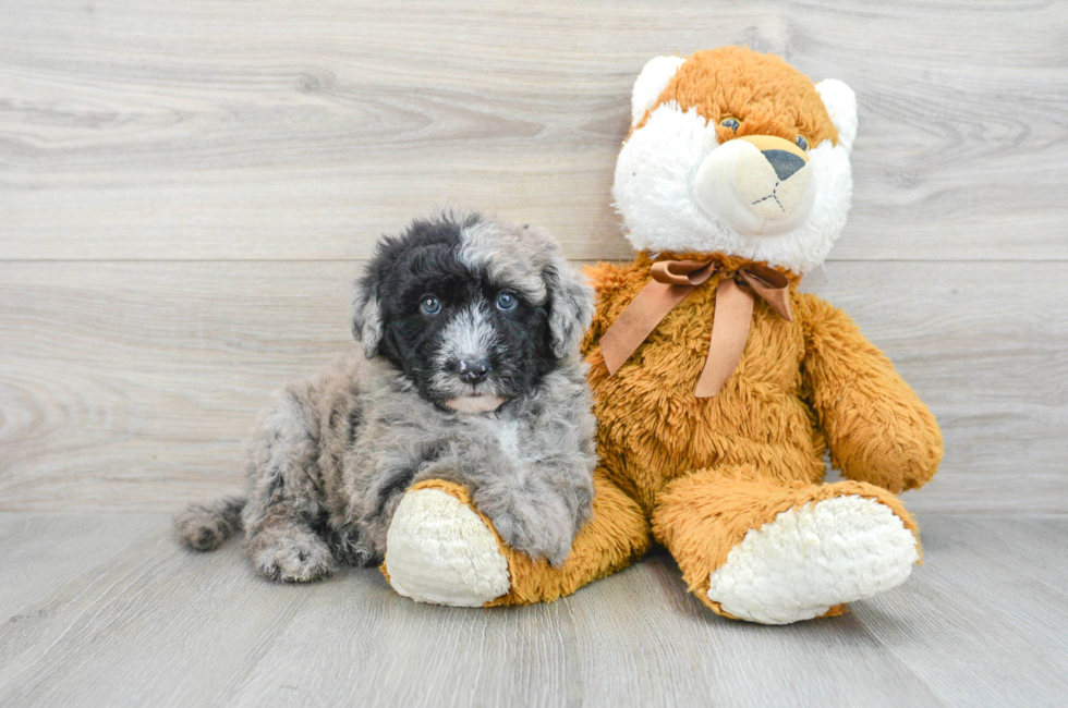 5 week old Mini Sheepadoodle Puppy For Sale - Simply Southern Pups