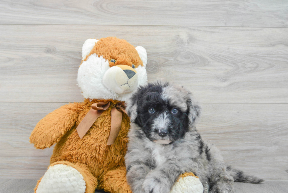 Mini Sheepadoodle Puppy for Adoption