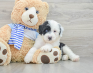 7 week old Mini Sheepadoodle Puppy For Sale - Simply Southern Pups