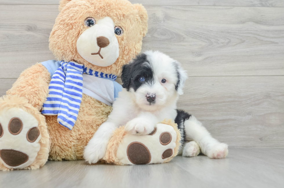 7 week old Mini Sheepadoodle Puppy For Sale - Simply Southern Pups