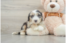 Little Sheeppoo Poodle Mix Puppy