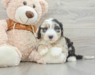 7 week old Mini Sheepadoodle Puppy For Sale - Simply Southern Pups