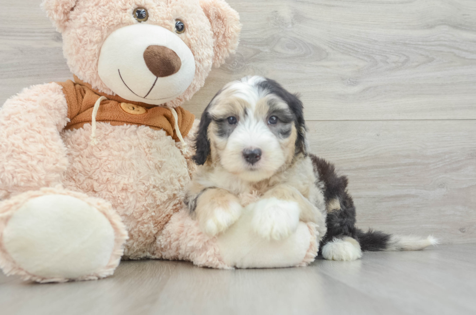 7 week old Mini Sheepadoodle Puppy For Sale - Simply Southern Pups