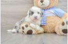 Best Mini Sheepadoodle Baby