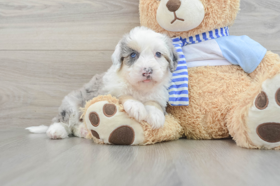 Best Mini Sheepadoodle Baby