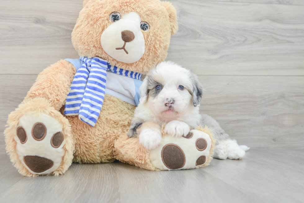 Best Mini Sheepadoodle Baby