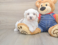 6 week old Mini Sheepadoodle Puppy For Sale - Simply Southern Pups
