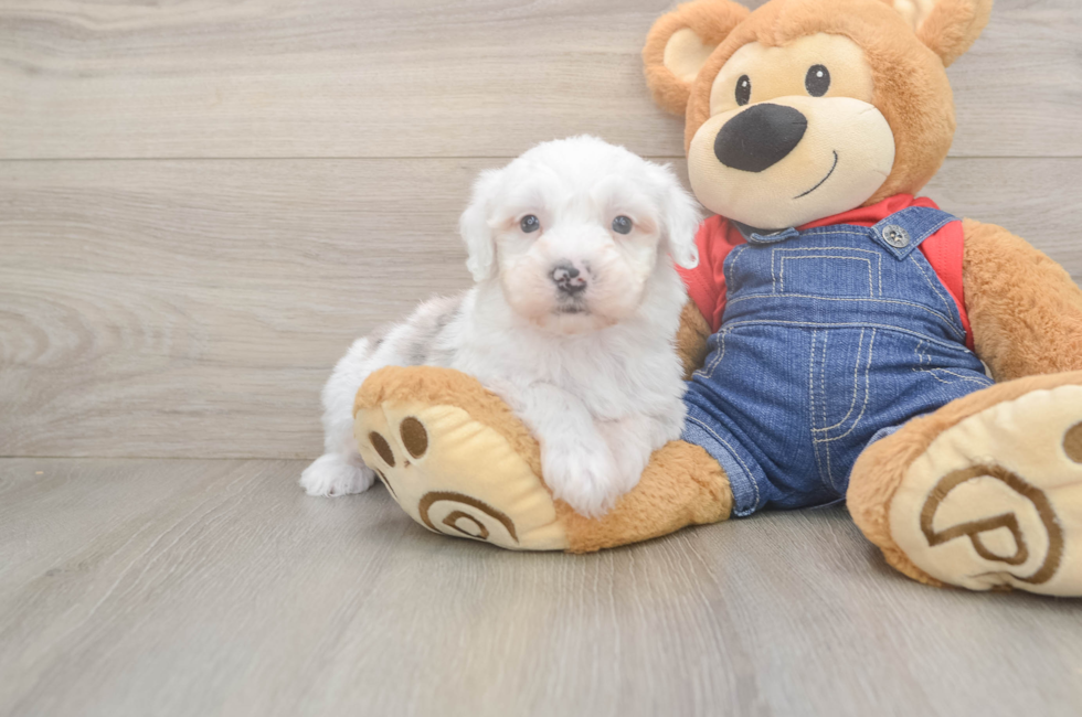 6 week old Mini Sheepadoodle Puppy For Sale - Simply Southern Pups