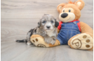 Mini Sheepadoodle Puppy for Adoption