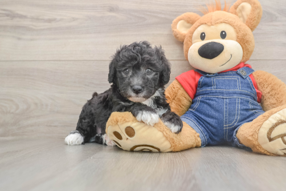 Best Mini Sheepadoodle Baby