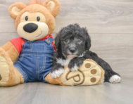 5 week old Mini Sheepadoodle Puppy For Sale - Simply Southern Pups