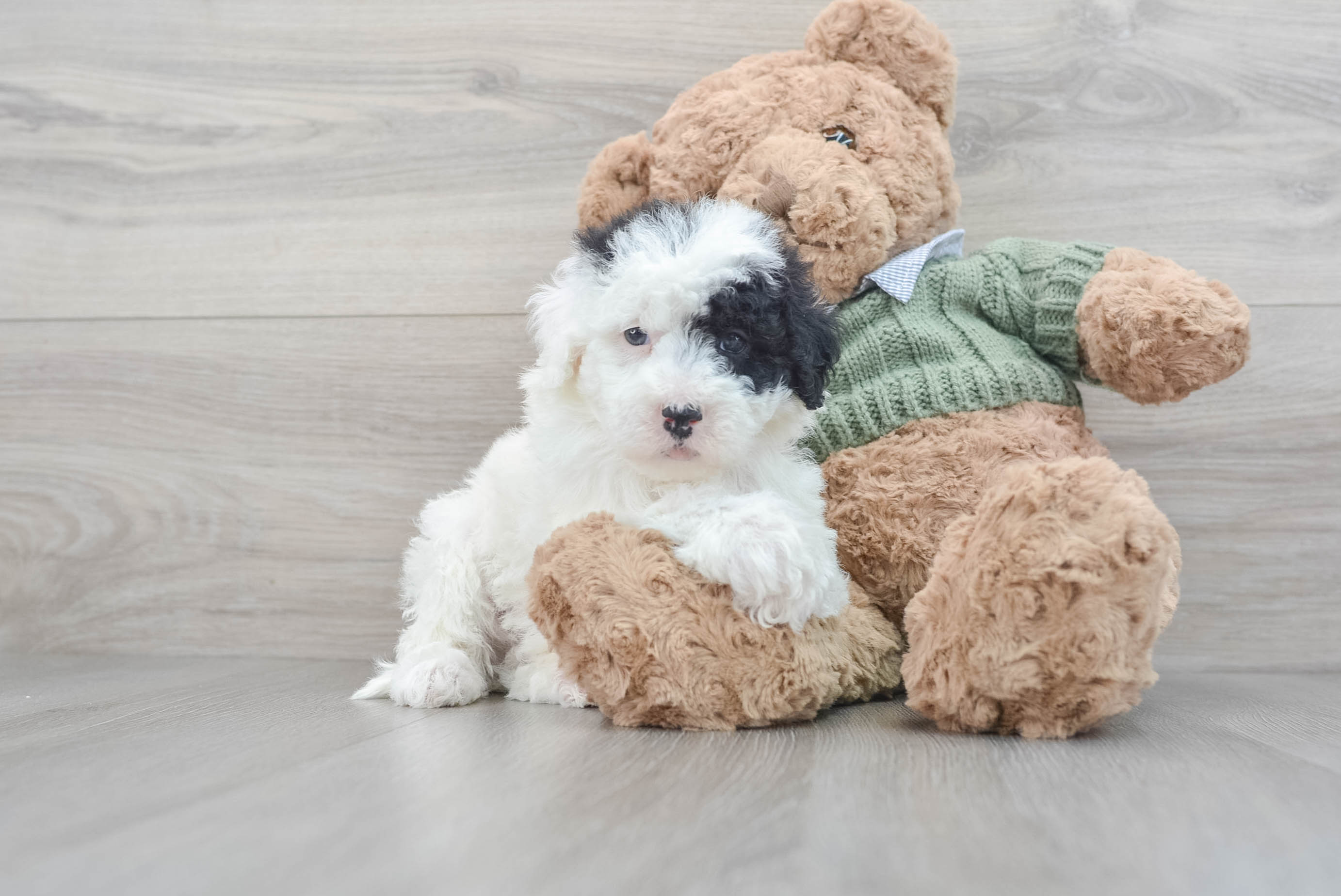 Sheepadoodle puppies 2024 for adoption