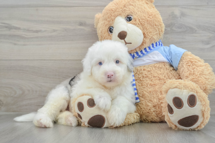 Smart Mini Sheepadoodle Poodle Mix Pup