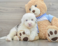 7 week old Mini Sheepadoodle Puppy For Sale - Simply Southern Pups