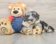 6 week old Mini Sheepadoodle Puppy For Sale - Simply Southern Pups