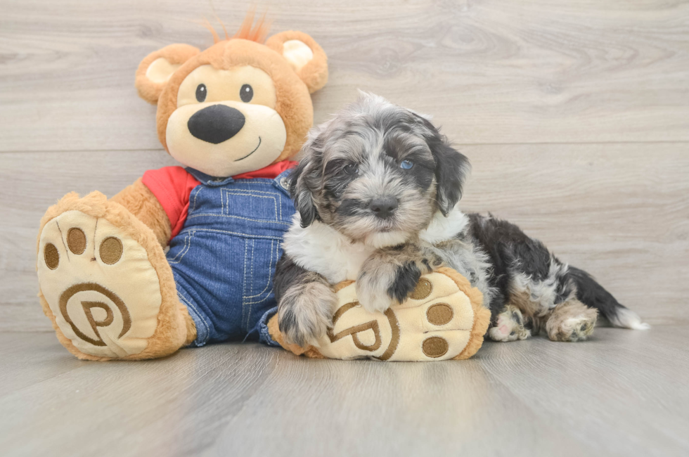 6 week old Mini Sheepadoodle Puppy For Sale - Simply Southern Pups