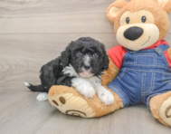 5 week old Mini Sheepadoodle Puppy For Sale - Simply Southern Pups