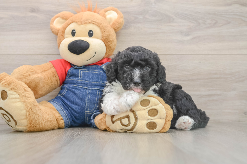 Smart Mini Sheepadoodle Poodle Mix Pup