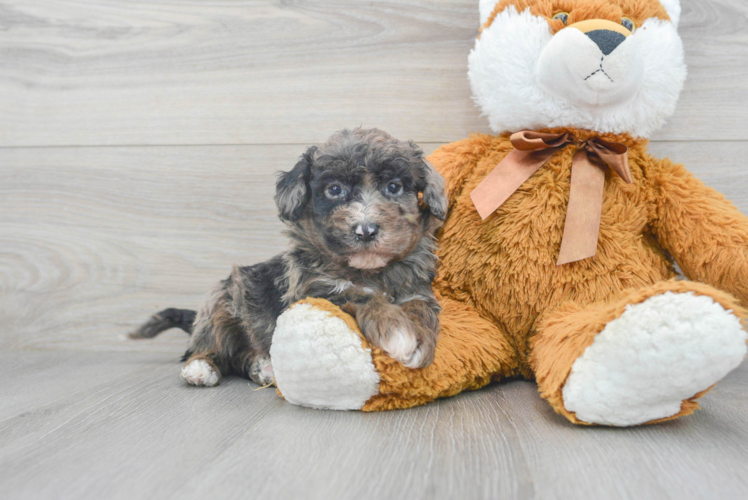 Playful Sheep Dog Poodle Mix Puppy