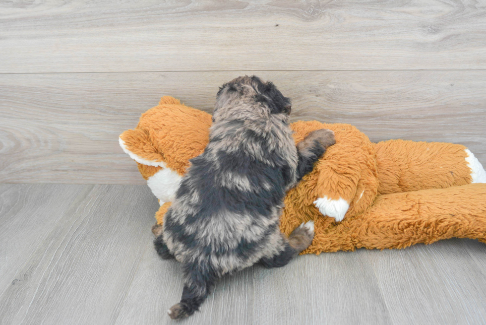 Funny Mini Sheepadoodle Poodle Mix Pup