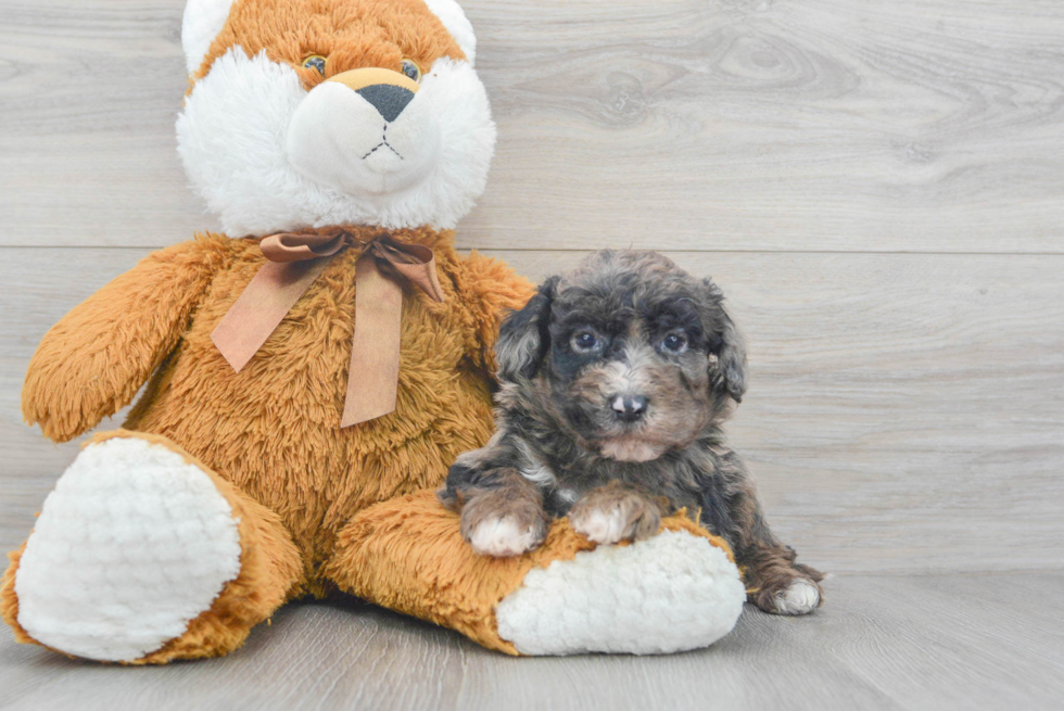 Little Sheep Dog Poodle Mix Puppy