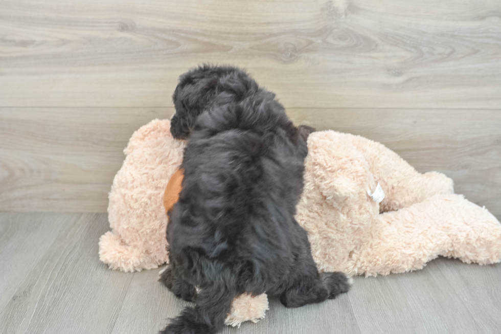 Mini Sheepadoodle Puppy for Adoption