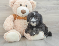 7 week old Mini Sheepadoodle Puppy For Sale - Simply Southern Pups