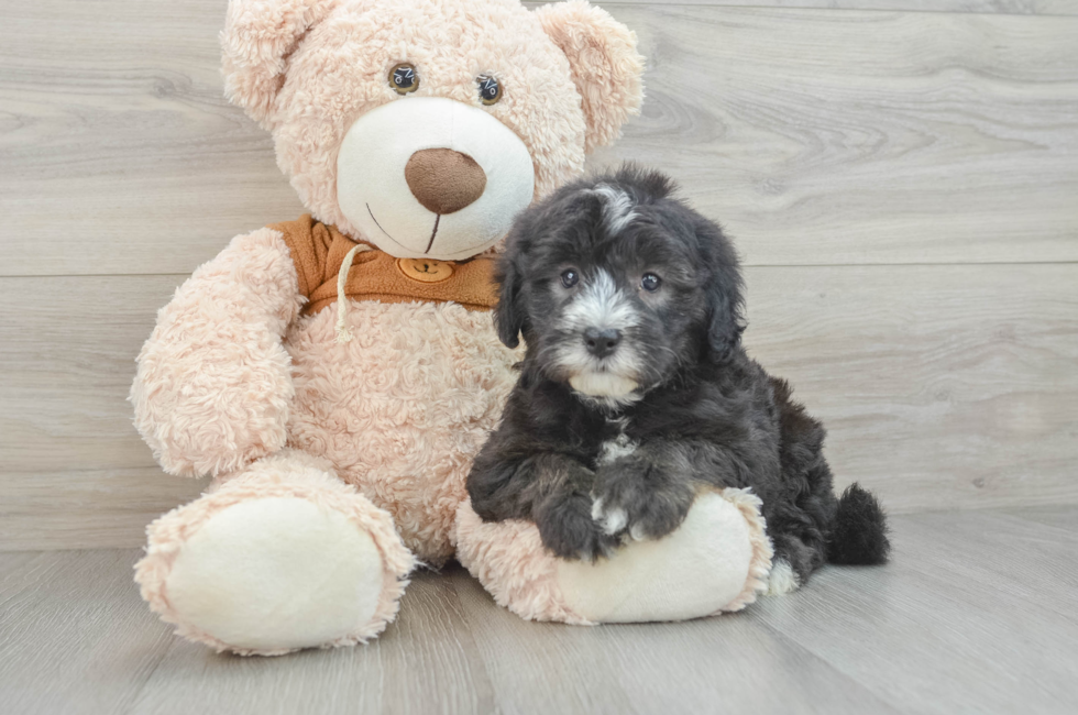 7 week old Mini Sheepadoodle Puppy For Sale - Simply Southern Pups