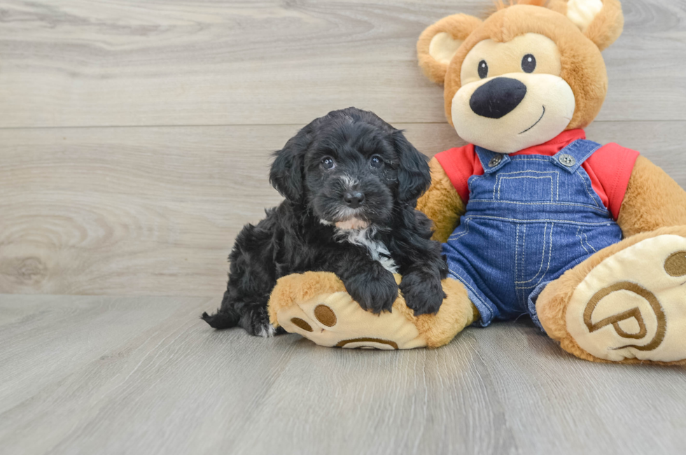 8 week old Mini Sheepadoodle Puppy For Sale - Simply Southern Pups