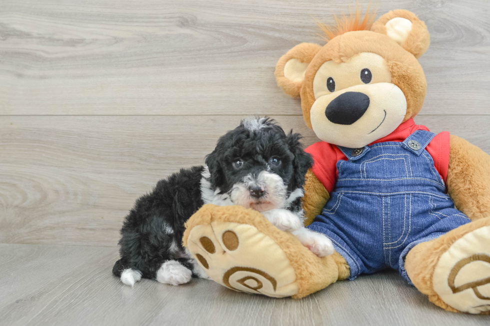 Mini Sheepadoodle Pup Being Cute