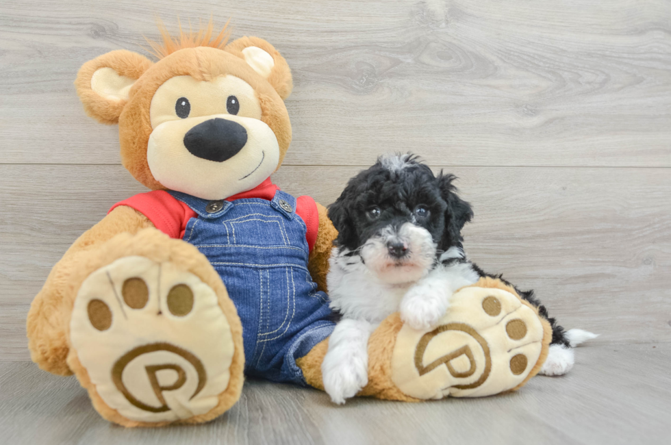 6 week old Mini Sheepadoodle Puppy For Sale - Simply Southern Pups