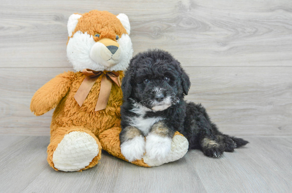 5 week old Mini Sheepadoodle Puppy For Sale - Simply Southern Pups