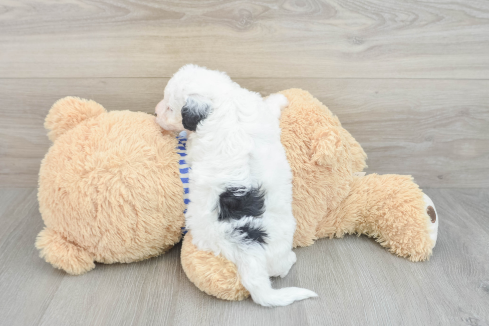 Mini Sheepadoodle Pup Being Cute