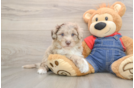 Funny Mini Sheepadoodle Poodle Mix Pup