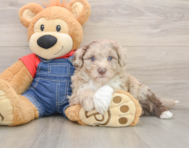 5 week old Mini Sheepadoodle Puppy For Sale - Simply Southern Pups