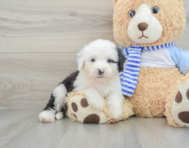 7 week old Mini Sheepadoodle Puppy For Sale - Simply Southern Pups