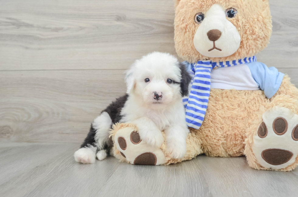 7 week old Mini Sheepadoodle Puppy For Sale - Simply Southern Pups